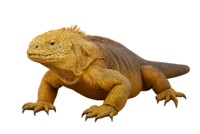 Animals - Wayraadventure